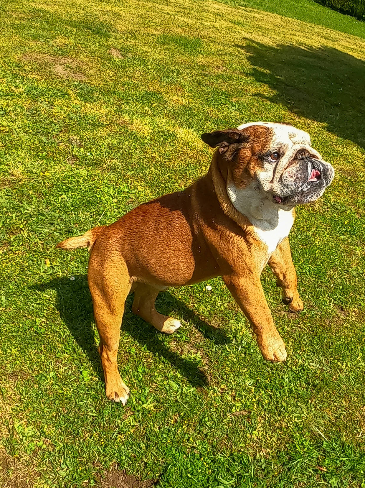 Isidor a rejoint le concours — aidez-le/la à gagner de superbes lots ! ancient_dog_breeds, boxer, bulldog, canidae, carnivore, companion_dog, dog, dog_breed, dog_collar, fawn, grass, non_sporting_group, plant, snout, sporting_group, terrestrial_animal, white_english_bulldog, working_animal, working_dog, wrinkle