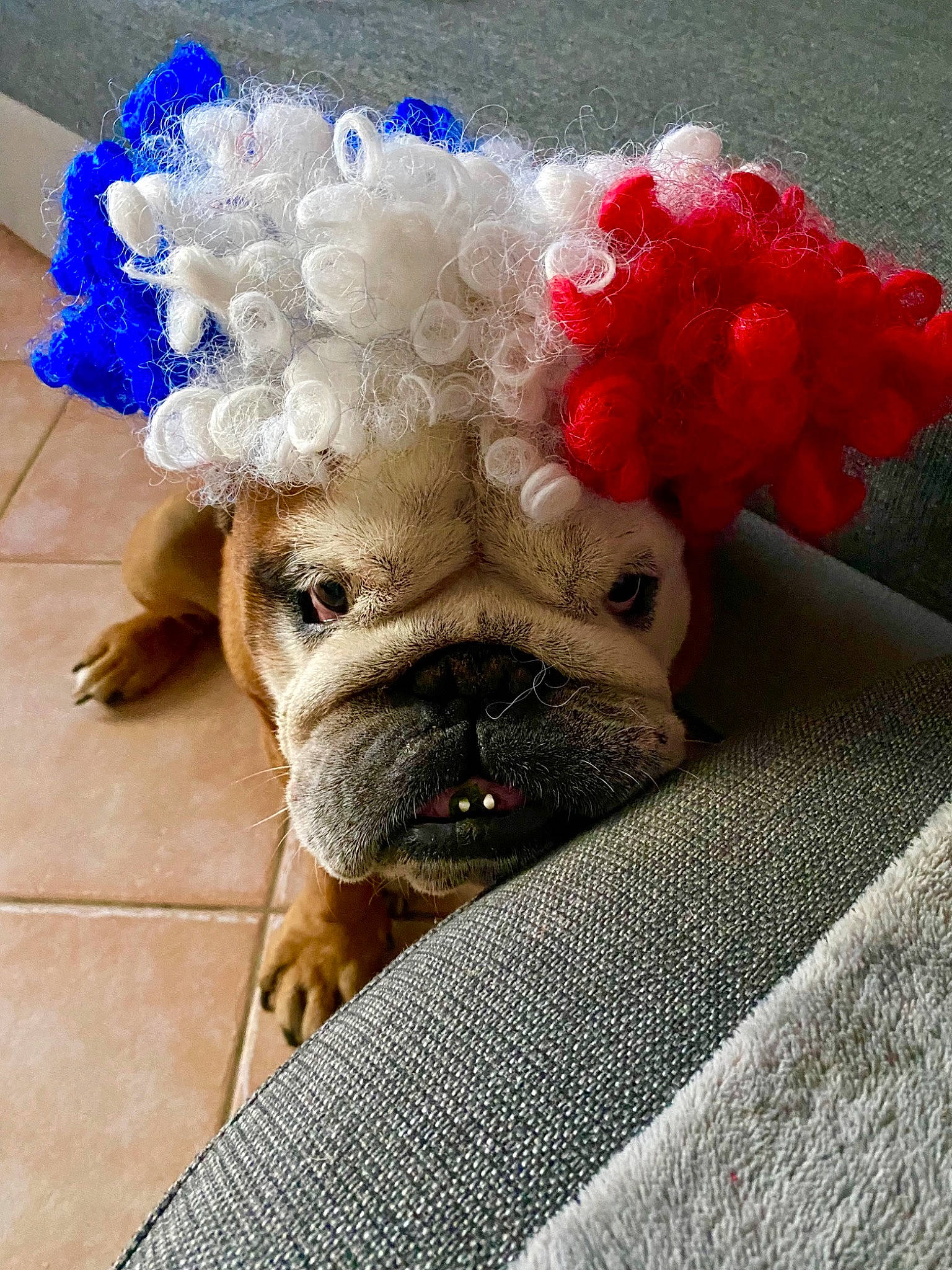 Isidor a rejoint le concours — aidez-le/la à gagner de superbes lots ! carnivore, comfort, companion_dog, dog, dog_breed, dog_supply, electric_blue, fawn, flooring, fur, mammal, petal, plant, pug, snout, toy_dog, vertebrate, whiskers, working_animal, wrinkle