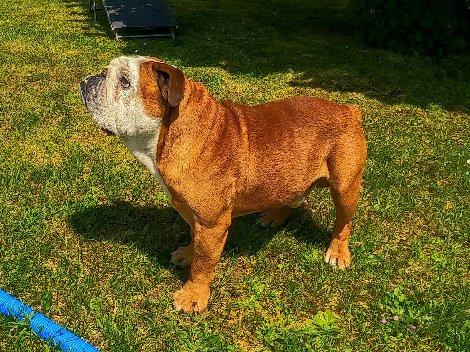 Isidor participe au concours pour gagner de l'argent avec cette photo : carnivore, collar, companion_dog, dog, dog_breed, dog_collar, fawn, grass, guard_dog, liver, molosser, plant, snout, sporting_group, tail, terrestrial_animal, tree, whiskers, working_animal, working_dog