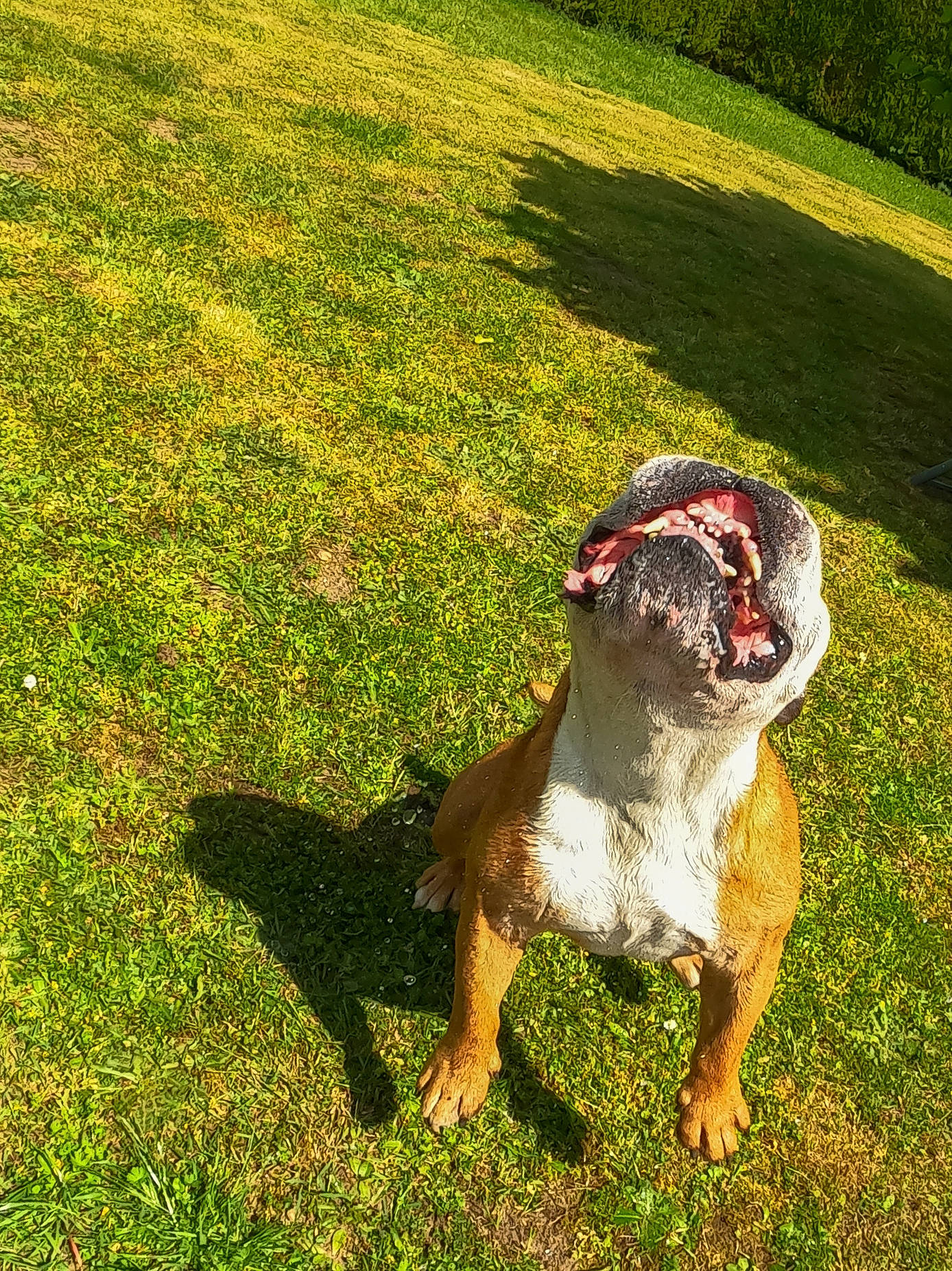 Isidor a rejoint le concours — aidez-le/la à gagner de superbes lots ! canidae, carnivore, companion_dog, dog_breed, fawn, grass, grass_family, grassland, groundcover, happy, lawn, meadow, people_in_nature, plant, snout, sporting_group, squirrel, sunlight, tail, terrestrial_animal