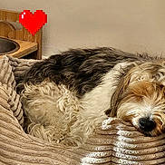 Taïko a rejoint le concours — aidez-le/la à gagner de superbes lots ! animal, black, blanket, brown, comfort, companion, cozy, cute, dog, fur, home, indoor, love, pet_bed, pixelated_heart, relaxation, resting, sleeping, soft_texture, white
