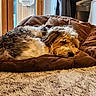 Taïko participe au concours pour gagner de l'argent avec cette photo : animal, brown, carpet, comfort, cozy, curtain, cushion, dog, fluffy, fur, furniture, home, indoor, natural_light, pet, relaxed, resting, sleeping, soft, window