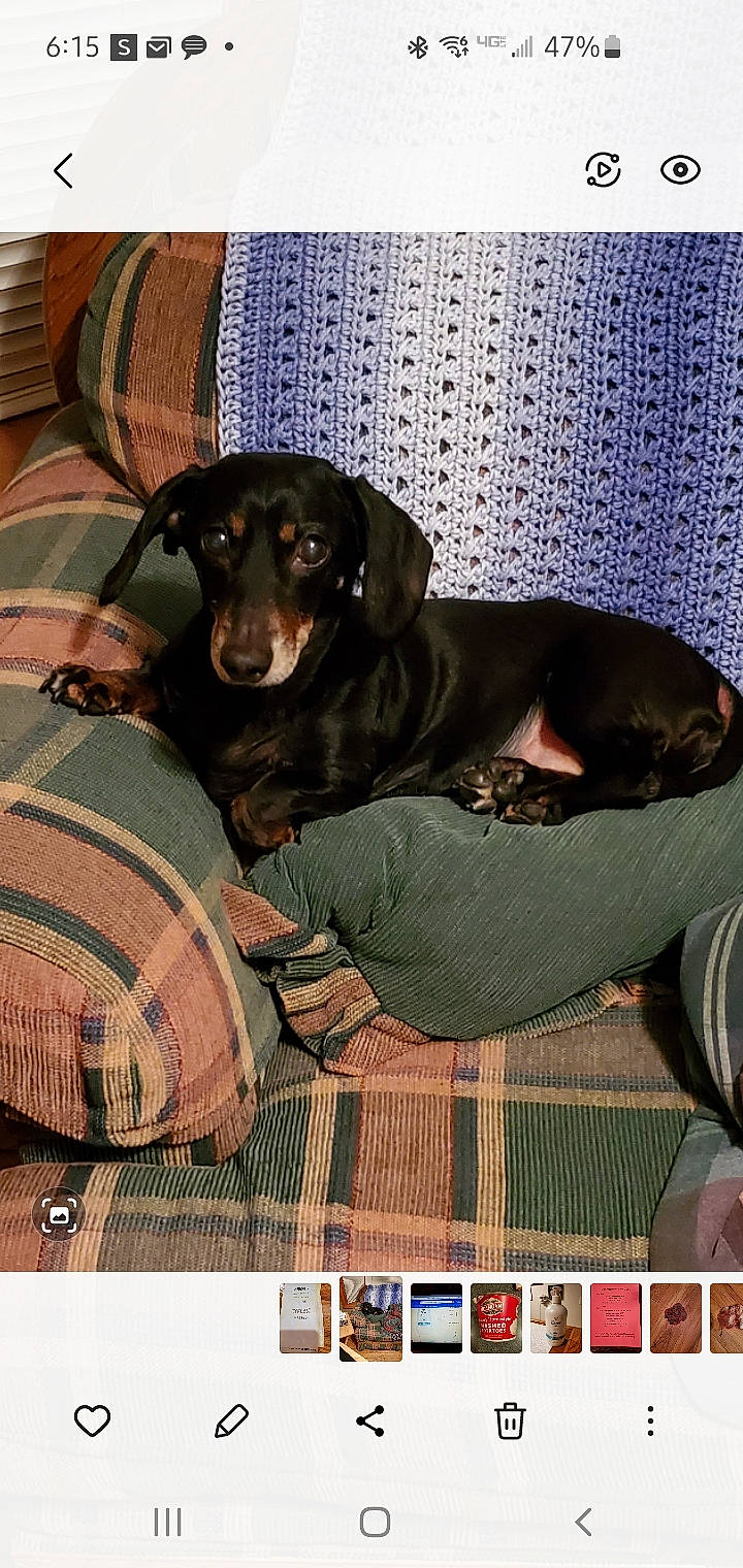 Bella is registered to the contest to win money with this photo: art, canidae, carnivore, comfort, companion_dog, dog, dog_breed, dog_supply, guard_dog, hound, liver, pattern, pet_supply, pinscher, plaid, snout, terrestrial_animal, toy_dog, working_animal, working_dog