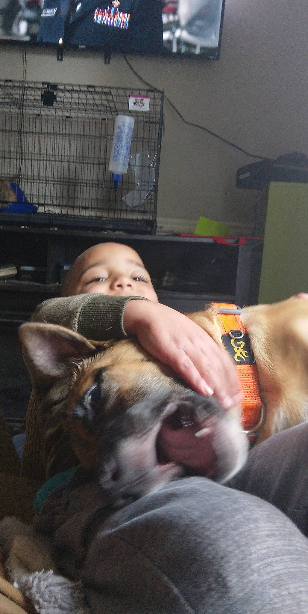 Nitro is registered to the contest to win money with this photo: abdomen, barechested, canidae, carnivore, chest, comfort, companion_dog, dog, dog_breed, ear, fawn, fur, mammal, nap, room, sitting, snout, sporting_group, toy_dog, whiskers