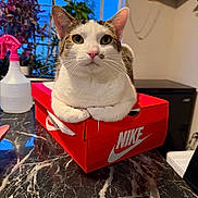 Kandy is registered to the contest to win money with this photo: box, cat, countertop, curious, domestic, feline, household, indoor, marble_surface, nike_box, paw, pet, pink, plant, relaxed, spray_bottle, table, whiskers, white, window