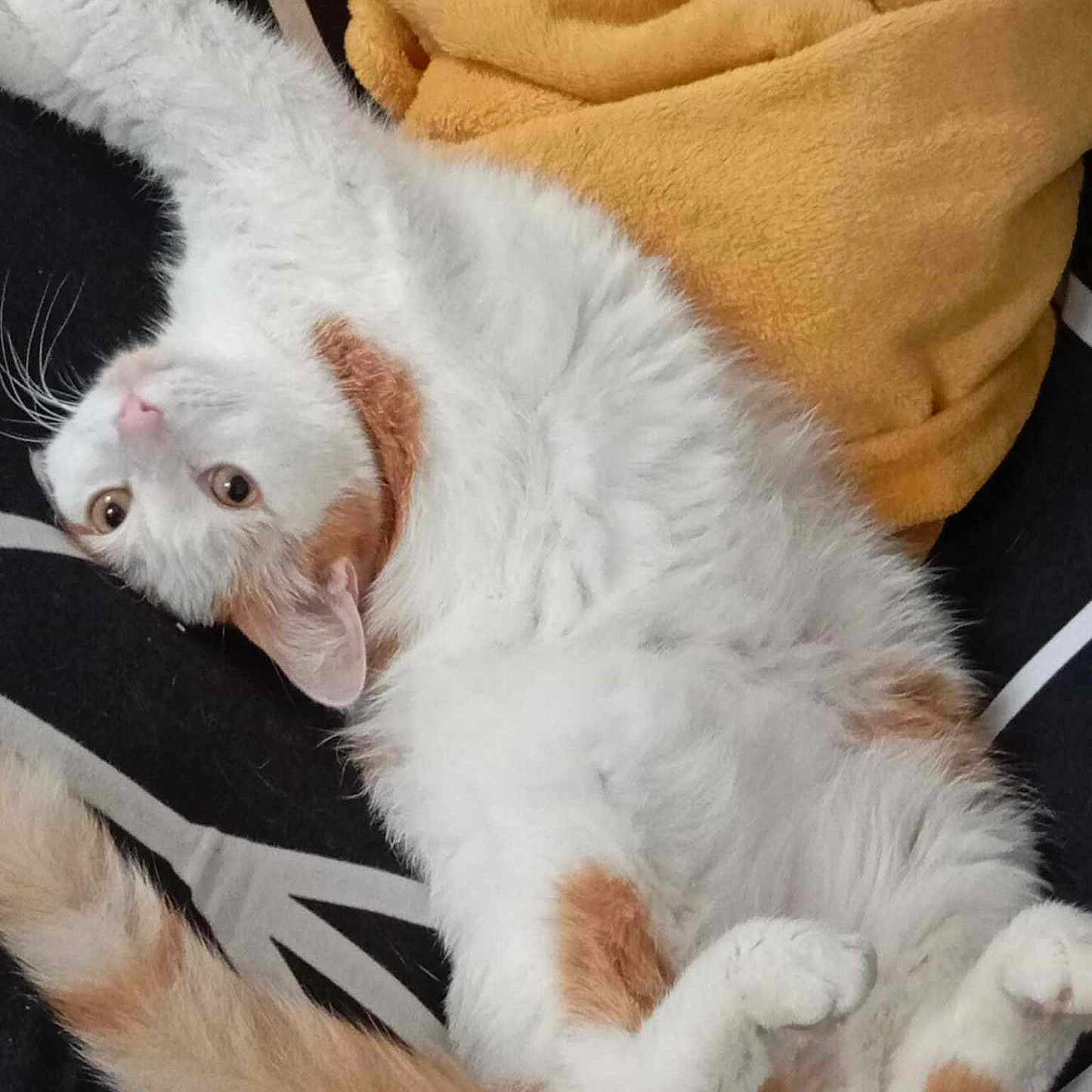 Simba participe au concours pour gagner de l'argent avec cette photo : animal, blanket, cat, cozy, cute, feline, fluffy, fur, indoor, lying_down, orange_spots, paws, pet, playful, relaxed, resting, stretching, tail, whiskers, white_cat