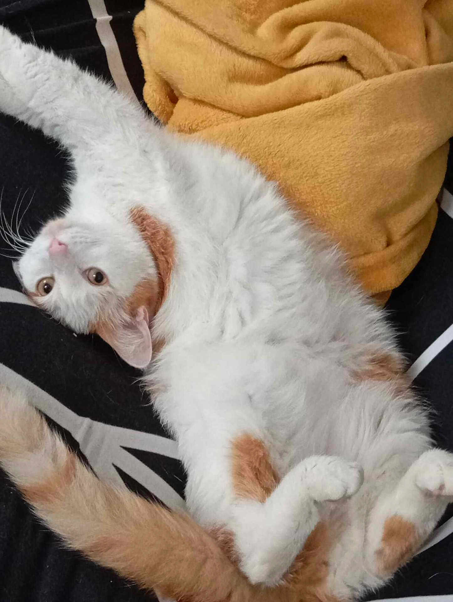 Simba participe au concours pour gagner de l'argent avec cette photo : cat, white_cat, orange_spots, fluffy, stretching, lying_down, pet, animal, cute, cozy, blanket, indoor, feline, relaxed, playful, fur, whiskers, tail, paws, resting