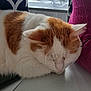 Simba a rejoint le concours — aidez-le/la à gagner de superbes lots ! cat, sleeping, orange_and_white, feline, indoor, cushion, pillow, window, resting, fur, pet, cozy, relaxation, home, table, domestic_animal, whiskers, ear, close_up, nap