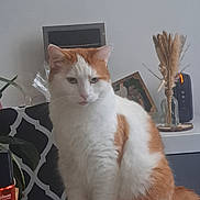 Simba participe au concours pour gagner de l'argent avec cette photo : cat, orange_and_white, feline, indoor, table, plant, cushion, decor, dried_flowers, vase, picture_frame, pet, sitting, fur, whiskers, calm, home, domestic_animal, furniture, relaxed