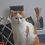 cat, orange_and_white, feline, indoor, table, plant, cushion, decor, dried_flowers, vase, picture_frame, pet, sitting, fur, whiskers, calm, home, domestic_animal, furniture, relaxed