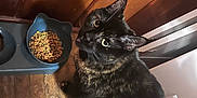 Millie joined the competition — help win amazing prizes! cat, tortoiseshell, pet, food_bowl, kibble, wooden_floor, wooden_wall, indoor, looking_up, curious, feline, domestic_cat, animal, cute, sitting, fur, whiskers, ears, tail, household