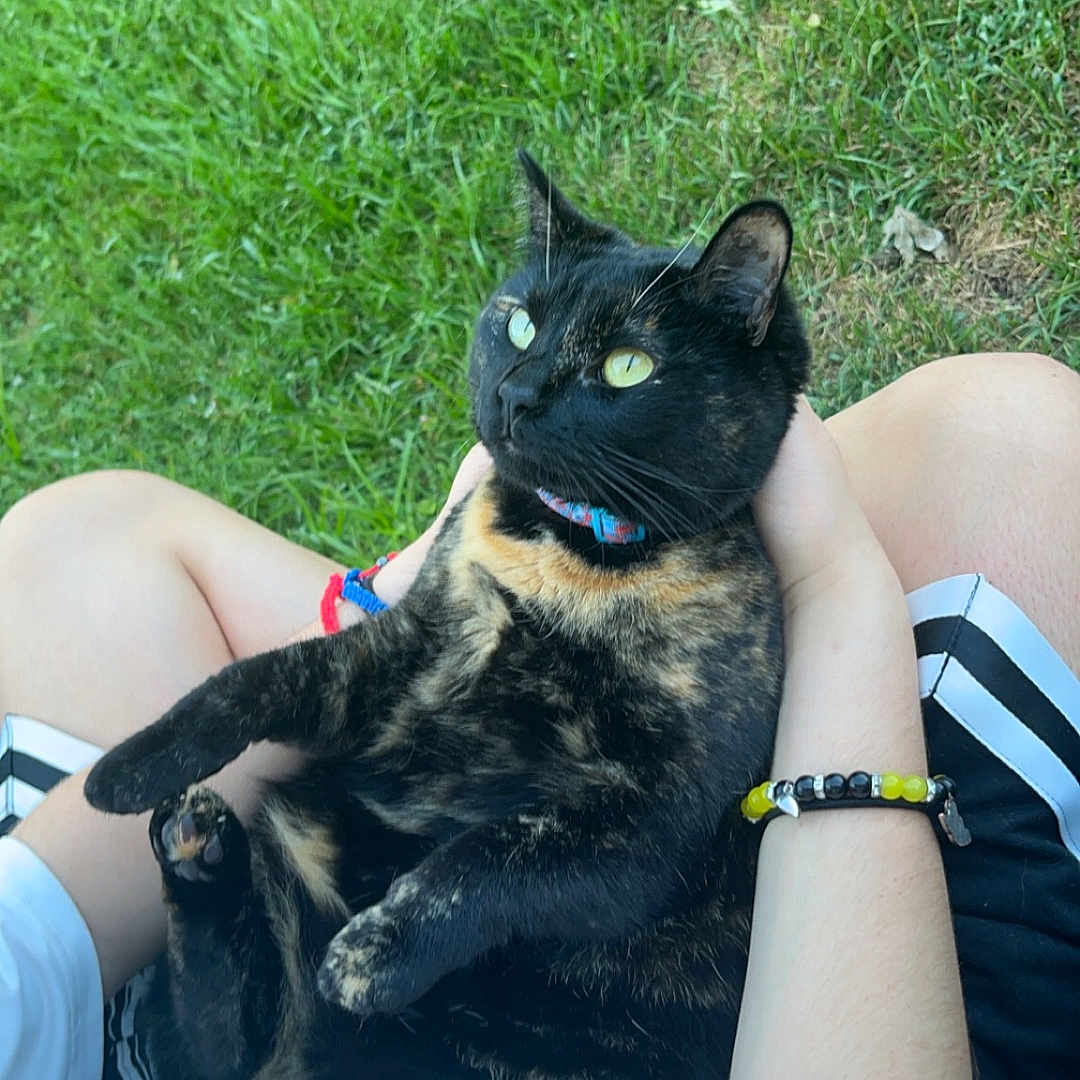 Millie is registered to the contest to win money with this photo: alert, animal, bracelet, casual_clothing, cat, daylight, fur, grass, greenery, holding, lap, nature, outdoor, person, pet, relaxed, shorts, sitting, tortoiseshell_cat, tshirt