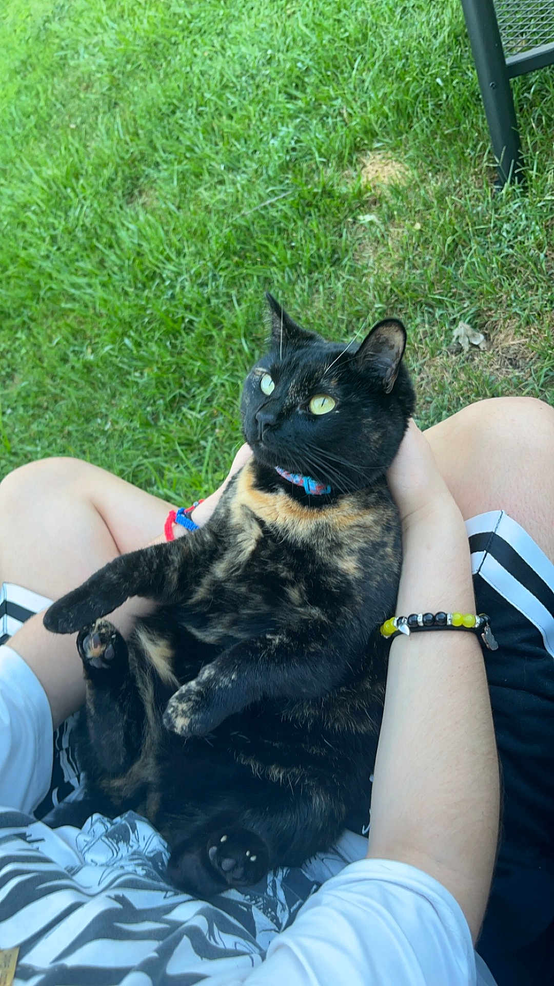 Millie is registered to the contest to win money with this photo: cat, tortoiseshell_cat, person, grass, outdoor, sitting, lap, casual_clothing, bracelet, shorts, tshirt, pet, animal, greenery, nature, relaxed, daylight, holding, alert, fur