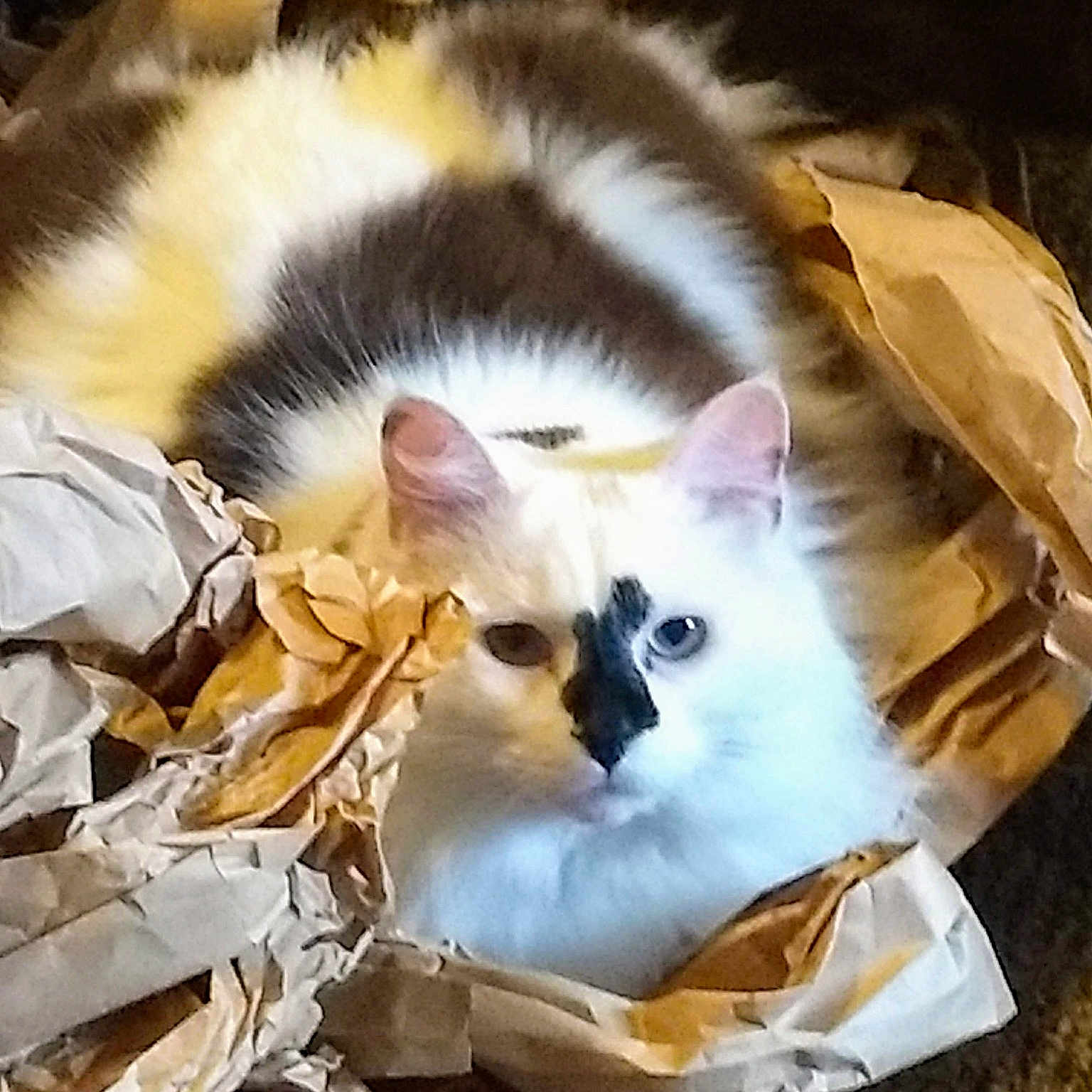 Chaplin joined the competition — help win amazing prizes! cat, cat_like_mammal, fauna, kitten, small_to_medium_sized_cats, whiskers