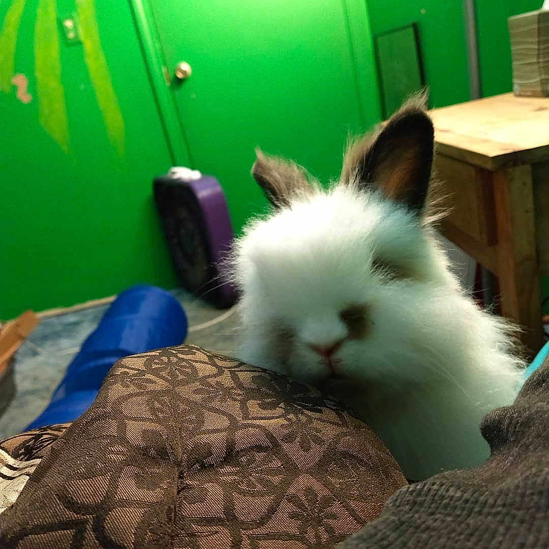 Toasted Marshmallow