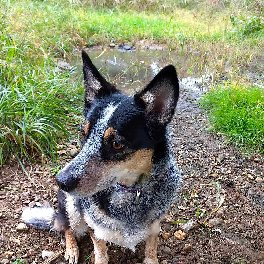 Savannah