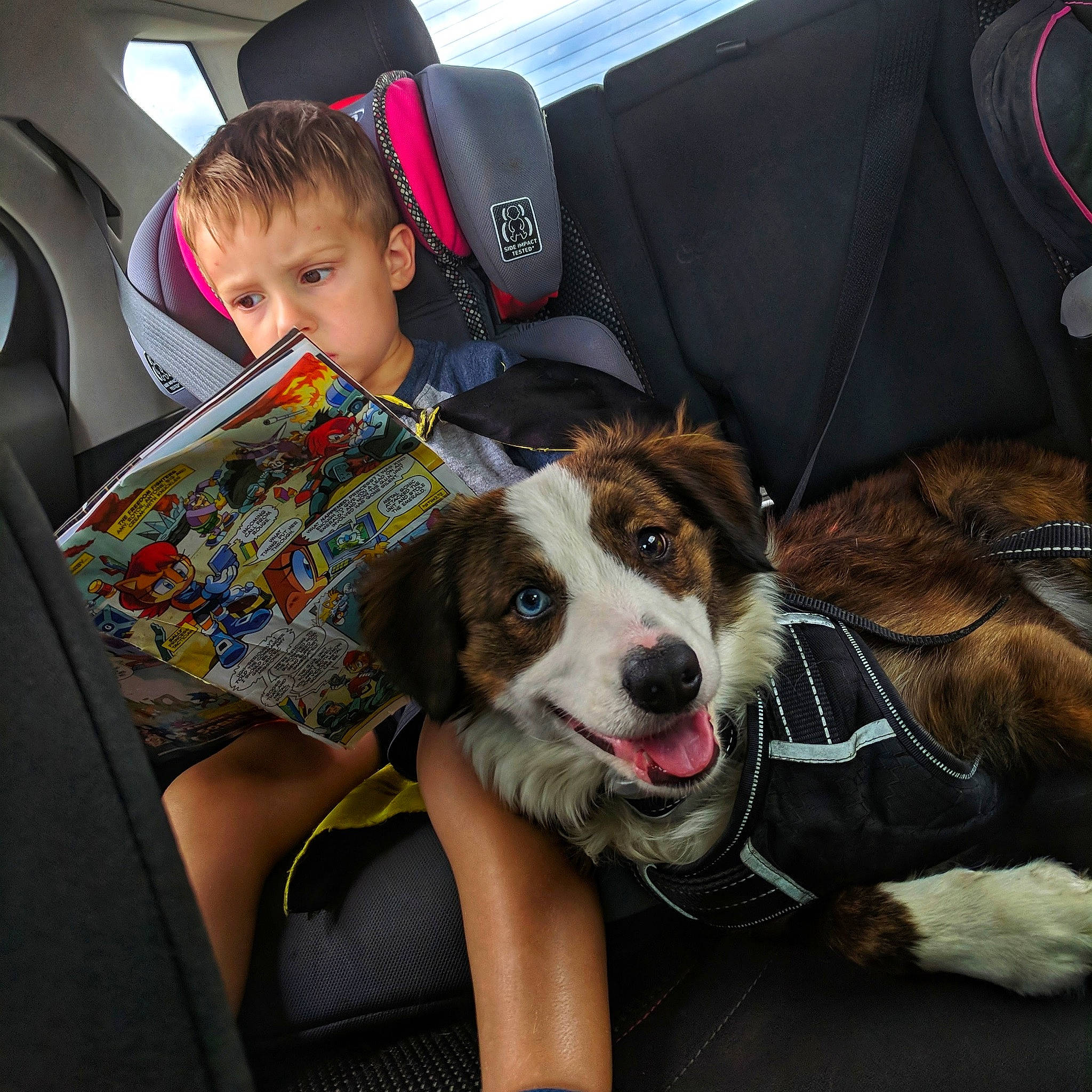 Booker joined the competition — help win amazing prizes! car, car_seat, child, companion_dog, dog, dog_breed, dog_breed_group, dog_like_mammal, fun, fur, girl, person, puppy, snout