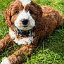 Maui joined the competition — help win amazing prizes! puppy, dog, grass, outdoor, brown, white, collar, pet, cute, animal, fur, canine, laying_down, nature, young, portrait, friendly, mammal, playful, adorable