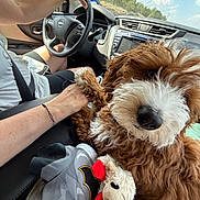 Maui joined the competition — help win amazing prizes! dog, puppy, car_interior, person, hand, steering_wheel, toy, plush_toy, seatbelt, window, sky, trees, fur, curly_fur, brown_dog, white_fur, holding_paw, sunlight, casual_clothing, driving