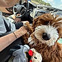 dog, puppy, car_interior, person, hand, steering_wheel, toy, plush_toy, seatbelt, window, sky, trees, fur, curly_fur, brown_dog, white_fur, holding_paw, sunlight, casual_clothing, driving