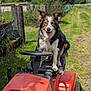 Olly participe au concours pour gagner de l'argent avec cette photo : dog, animal, pet, outdoor, grass, lawn_mower, sunlight, happy, garden, greenery, seat, wheel, rural, nature, summer, canine, tongue_out, fence, path, tree