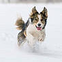 active, animal, canine, cold, dog, ears, energetic, fluffy, fur, happy, motion, nature, outdoor, pet, playful, running, snow, tongue_out, white_background, winter