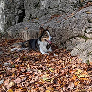 Olly a rejoint le concours — aidez-le/la à gagner de superbes lots ! dog, autumn_leaves, rocks, outdoor, nature, tongue_out, relaxed, fall, canine, brown_leaves, white_fur, black_fur, tricolor, resting, sunlight, leaf_litter, animal, pet, scenery, daytime