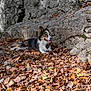 dog, autumn_leaves, rocks, outdoor, nature, tongue_out, relaxed, fall, canine, brown_leaves, white_fur, black_fur, tricolor, resting, sunlight, leaf_litter, animal, pet, scenery, daytime