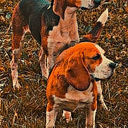 Vanille a rejoint le concours — aidez-le/la à gagner de superbes lots ! dog, beagle, animal, pet, outdoor, grass, field, nature, canine, mammal, fur, ears, tail, alert, two_dogs, brown, black, white, standing, looking