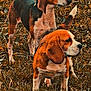 dog, beagle, animal, pet, outdoor, grass, field, nature, canine, mammal, fur, ears, tail, alert, two_dogs, brown, black, white, standing, looking