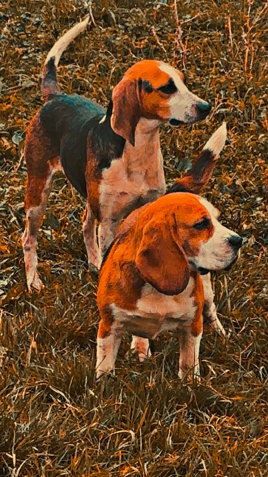 Vanille a rejoint le concours — aidez-le/la à gagner de superbes lots ! dog, beagle, animal, pet, outdoor, grass, field, nature, canine, mammal, fur, ears, tail, alert, two_dogs, brown, black, white, standing, looking