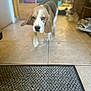 dog, beagle, puppy, indoor, floor, tile, doormat, curious, walking, pet, animal, ears, brown, white, black, home, blurred_background, cozy, cute, canine