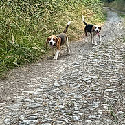 Vanille Vicky participe au concours pour gagner de l'argent avec cette photo : dog, beagle, outdoor, path, countryside, greenery, grass, nature, walking, happy, animal, pet, canine, summer, daylight, trail, two_dogs, tongue_out, running, playful