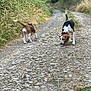 dog, beagle, outdoor, path, rocks, grass, nature, walking, canine, pets, two_animals, trail, collar, sniffing, greenery, daylight, summer, animal, mammal, walking_path