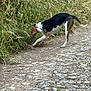 dog, tricolor_dog, outdoor, grass, path, rocks, nature, collar, sniffing, digging, wild_plants, greenery, canine, animal, pet, walking_path, daylight, curious, active, side_view