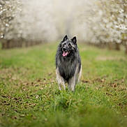 Subaru a rejoint le concours — aidez-le/la à gagner de superbes lots ! animal, belgian_tervuren, blossoms, blurred_background, canine, daylight, dog, flowering_trees, fur, grass, greenery, happy, nature, outdoor, pet, portrait, spring, tongue_out, tree_row, walking