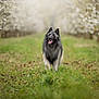 animal, belgian_tervuren, blossoms, blurred_background, canine, daylight, dog, flowering_trees, fur, grass, greenery, happy, nature, outdoor, pet, portrait, spring, tongue_out, tree_row, walking