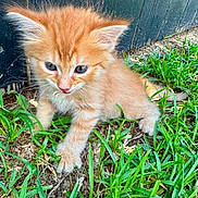 Phoebe is registered to the contest to win money with this photo: animal, cat, curious, cute, ears, exploring, feline, fur, grass, greenery, kitten, nature, orange_cat, outdoor, pet, playful, small, whiskers, wood, young_animal