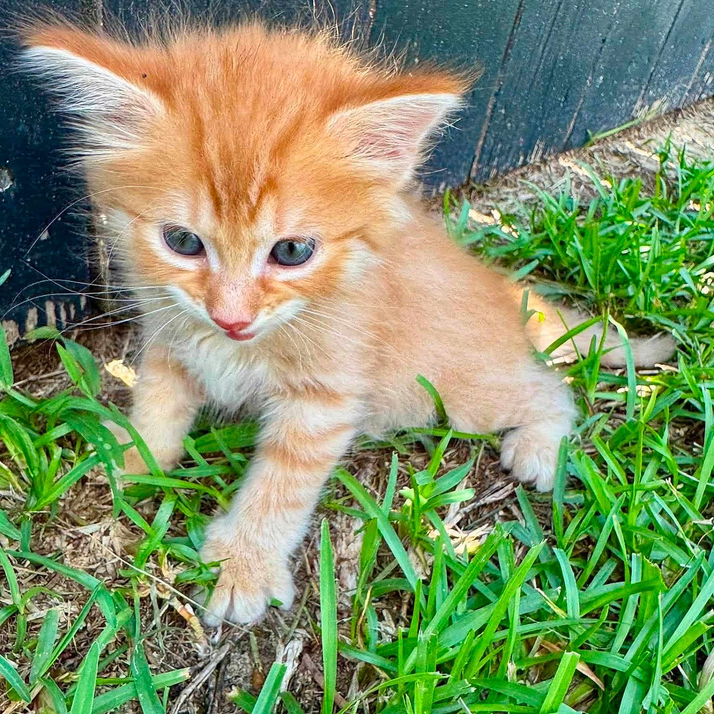 Phoebe
