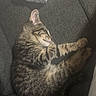 Denali joined the competition — help win amazing prizes! animal, blanket, cat, comfort, couch, cozy, cute, domestic, feline, fur, indoor, kitten, paw, pet, relaxation, resting, sleeping, tabby, whiskers, young