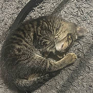 Denali joined the competition — help win amazing prizes! animal, black, carpet, cat, cozy, curled_up, cute, domestic_cat, feline, fur, gray, indoor, kitten, peaceful, pet, resting, sleeping, tabby, texture, young