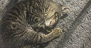 Denali joined the competition — help win amazing prizes! animal, black_frame, carpet, cat, cozy, curled_up, cute, fur, gray, indoor, kitten, peaceful, pet, resting, shadow, sleeping, small, striped, sunlight, tabby