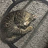 animal, black_frame, carpet, cat, cozy, curled_up, cute, fur, gray, indoor, kitten, peaceful, pet, resting, shadow, sleeping, small, striped, sunlight, tabby