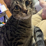 Denali is registered to the contest to win money with this photo: cat, tabby, indoor, pet, feline, curious, couch, fur, whiskers, ears, tail, eyes, striped, domestic_cat, relaxed, home, animal, mammal, closeup, sitting