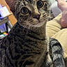 cat, tabby, indoor, pet, feline, curious, couch, fur, whiskers, ears, tail, eyes, striped, domestic_cat, relaxed, home, animal, mammal, closeup, sitting