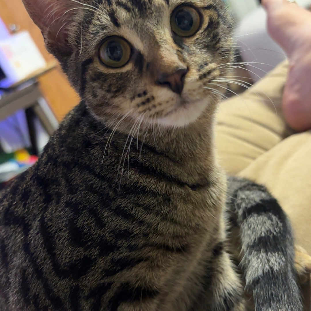 Denali
