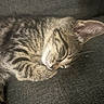 Denali joined the competition — help win amazing prizes! animal, cat, closeup, couch, cozy, cute, ear, fabric, fur, indoor, kitten, nap, paw, peaceful, pet, resting, sleeping, tabby, texture, whiskers