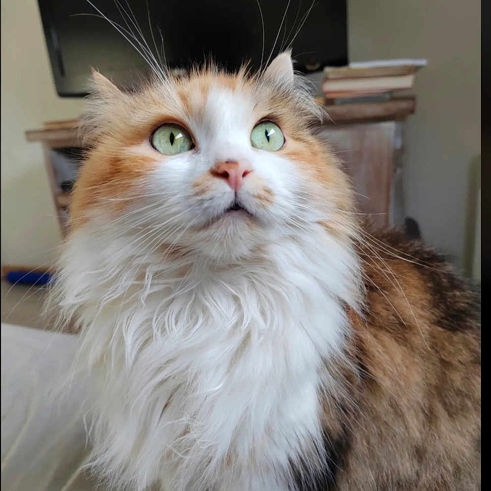 Daisy a rejoint le concours — aidez-le/la à gagner de superbes lots ! abyssinian, angora, animal, cat, computer, computerhardware, computerkeyboard, electronics, hardware, indoors, kitten, laptop, manx, monitor, pc, pet, screen, snout, tv, wood