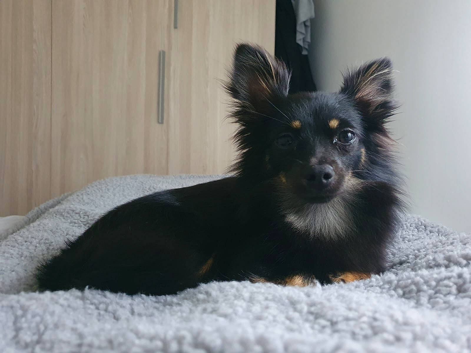 Nia participe au concours pour gagner de l'argent avec cette photo : ancient_dog_breeds, canidae, carnivore, companion_dog, dog, dog_breed, dog_supply, foot, fur, snout, sporting_group, toy_dog, whiskers, working_animal, working_dog