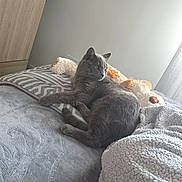 Felix participe au concours pour gagner de l'argent avec cette photo : animal, bed, blanket, cat, comfort, cozy, cute, feline, gray_cat, home, indoor, natural_light, pet, pillow, plush_toy, quiet, relaxing, resting, sleepy, soft_texture
